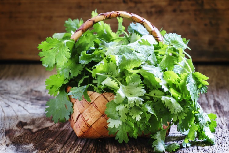 SAFLAX Garden to go - BIO - Koriander - Coriandrum sativum - 150 Samen - Mit Topf, Klima - Deckel und Anzuchtsubstrat