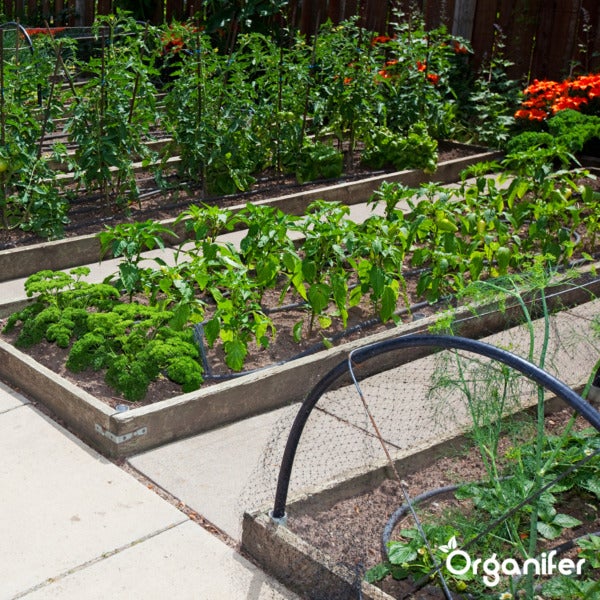 Strauch mit reifen Tomaten im Garten