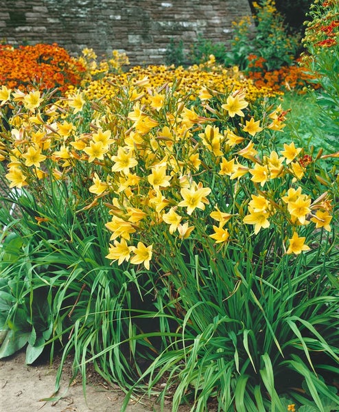 Hemerocallis x cult. 'Lemon Bells', Taglilie, gelb, ca. 11x11 cm Topf