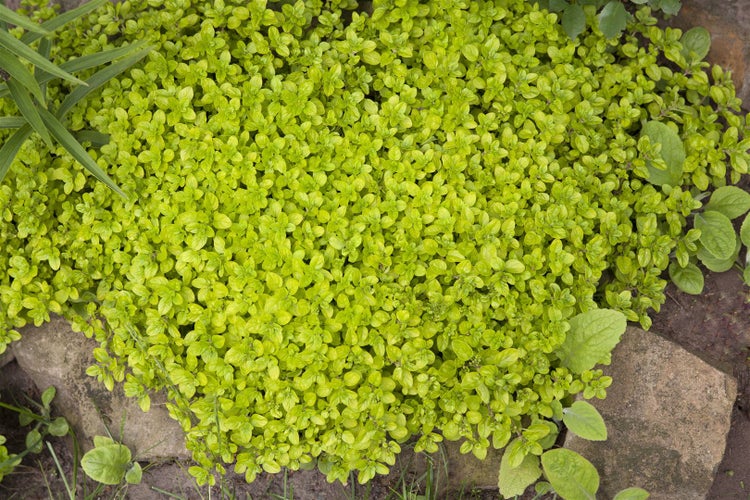 Origanum vulgare, Oregano, aromatisch, ca. 9x9 cm Topf
