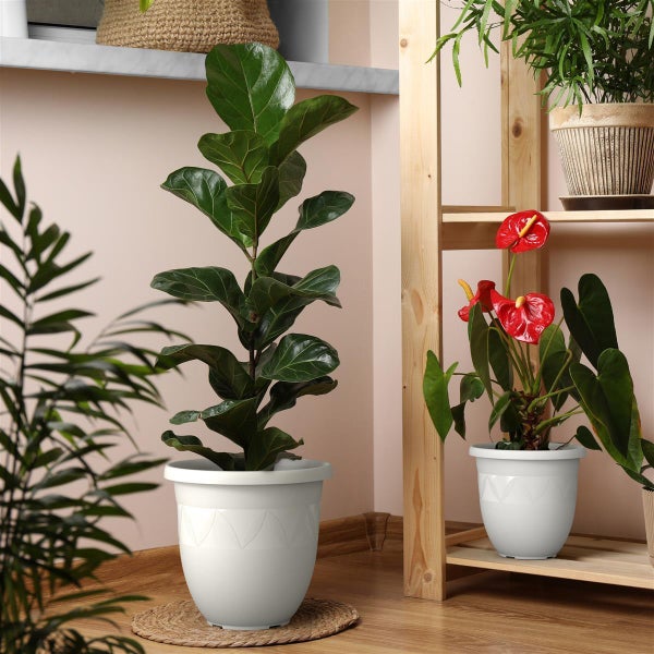 Zimmer mit Feigenbaum in einem weißen Topf und Anthurienpflanze auf einem Holzregal.