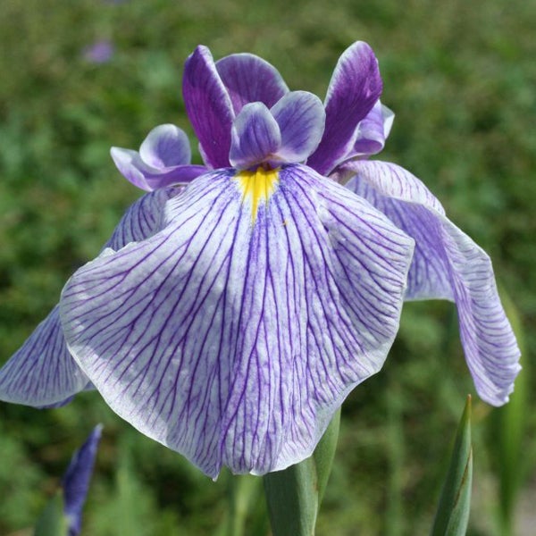 Irisblüte im Detail
