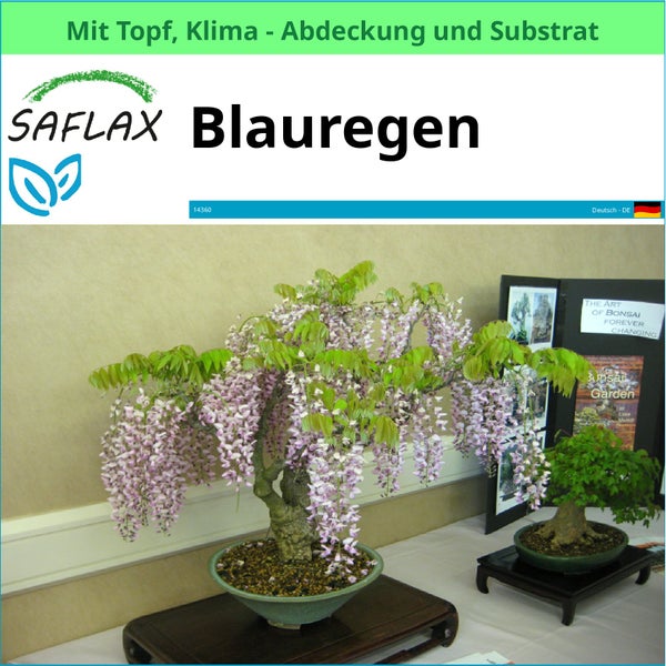 SAFLAX Garden to go - Blauregen  - Wisteria sinensis - 4 Samen - Mit Topf, Klima - Deckel und Anzuchtsubstrat