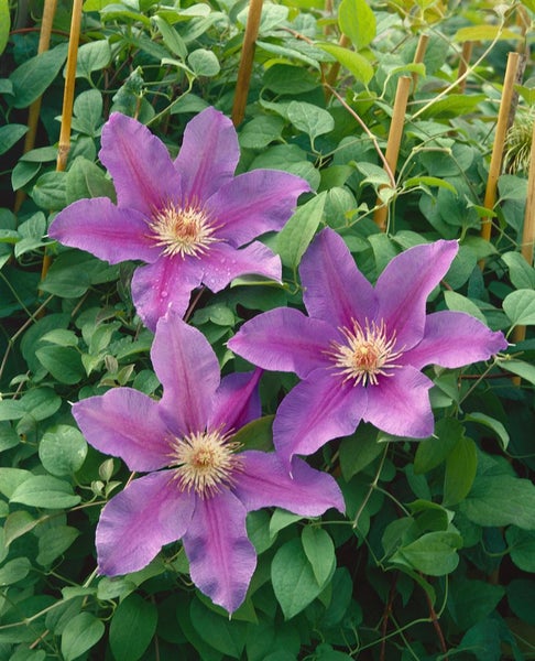 Clematis Hybride 'Babara Jackman', Waldrebe, zweifarbig, 60–100 cm