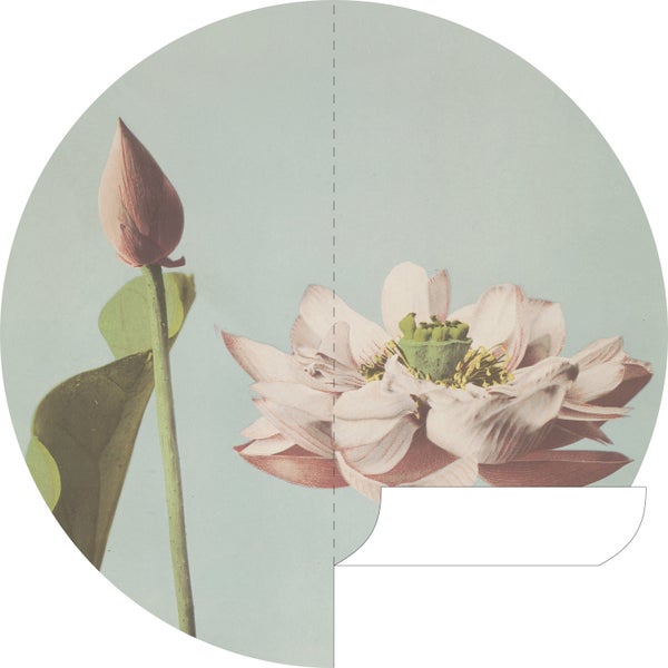 Lotusblüten-Illustration