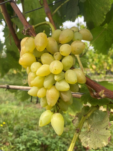 Eine Traube heller, ovaler Weintrauben an einer Rebe im Weinberg.