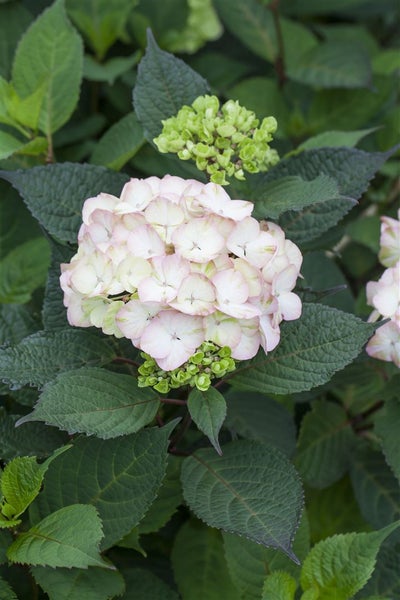 Hydrangea serrata 'Preziosa', Hortensie, rosa-rot, 40–60 cm