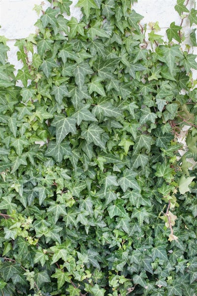 Hedera helix 'Woerner', Efeu, immergrün, 80–100 cm