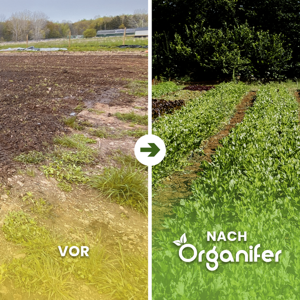 Vorher-Nachher-Vergleich eines Gemüseackers, der jetzt mit Organifer bepflanzt ist