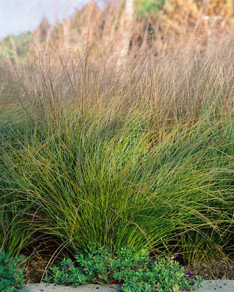 Carex testacea 'Prairie Fire', orange-braun, ca. 9x9 cm Topf