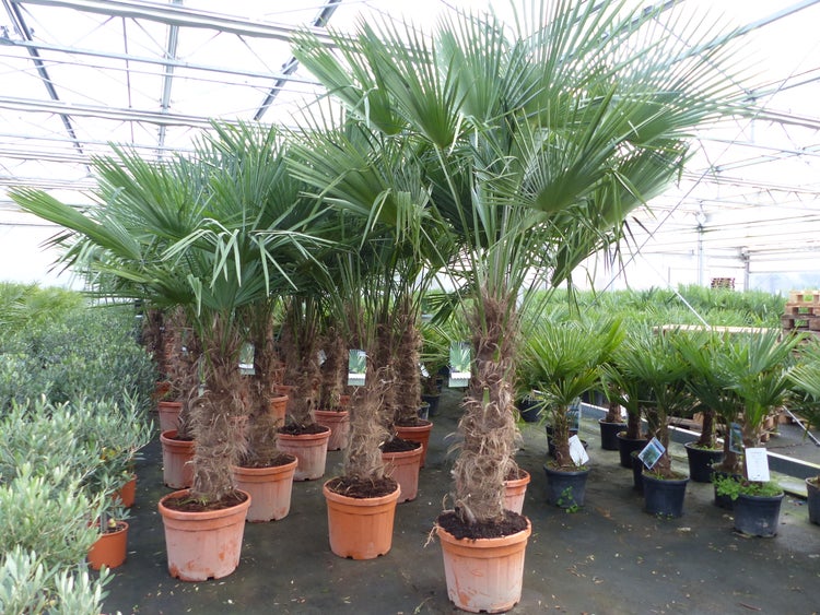 45L Trachycarpus Fortunei Palme , winterhart 200 - 250 cm