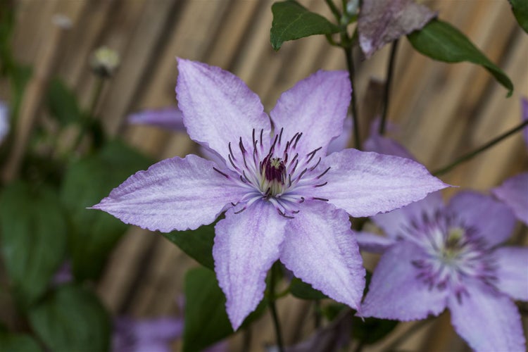 Clematis Hybride 'Hagley Hybrid', Waldrebe, rosa Blüten, 100–150 cm