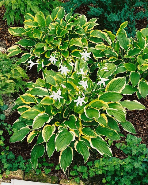Hosta plantaginea 'So Sweet', Duftende Funkie, ca. 11x11 cm Topf