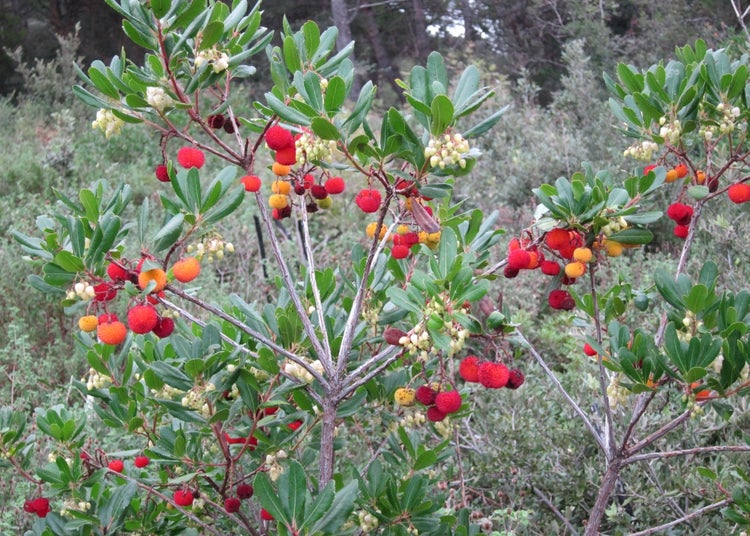 SAFLAX  - Erdbeerbaum - Arbutus unedo - 50 Samen