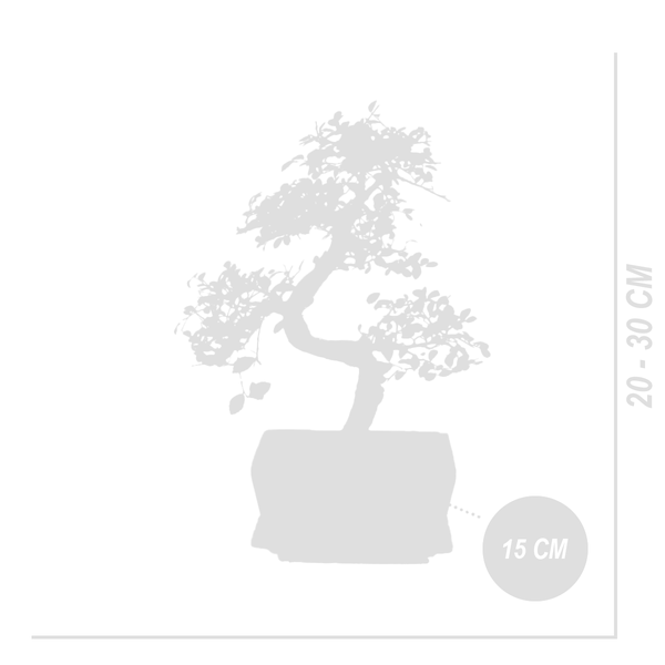 Bloomique - Bonsai Zelkova - S-Form - Bonsaibaum - Zimmerpflanzen - Höhe 20-30 cm - 15 cm breit - inklusive Keramiktopf und Schale
