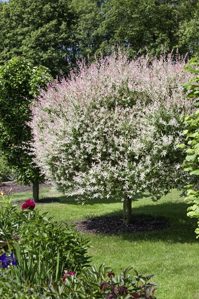 Salix integra 'Hakuro Nishiki', Japanische Weide, rosa-weiß, 100 cm Stammhöhe