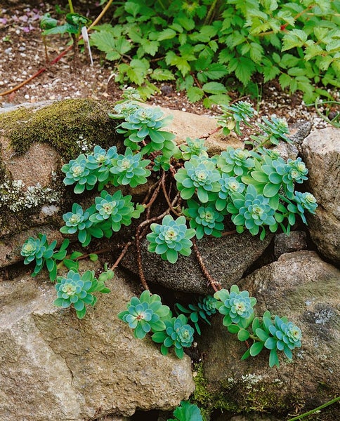 Sedum anacampseros, Fetthenne, sukkulent, ca. 9x9 cm Topf