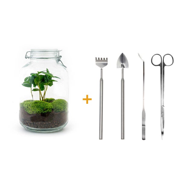 Flaschengarten Mason Jar DIY-Pflanzenterrarium 28 cm mit Kaffeepflanze incl. Rechen, Schaufel, Pinzette und Schere