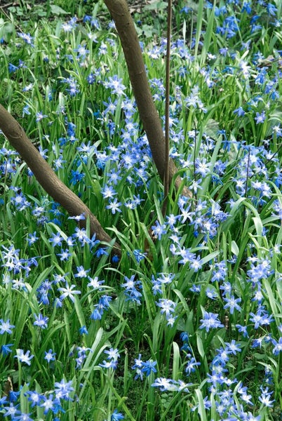 Chionodoxa luciliae, Schneeglanz, blau, ca. 9x9 cm Topf