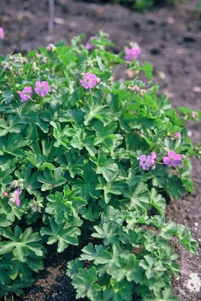 Bodendecker - Storchschnabel - Geranium cantabrigiense 'Cambridge' - 9cm Topf - Set mit 20 Pflanzen