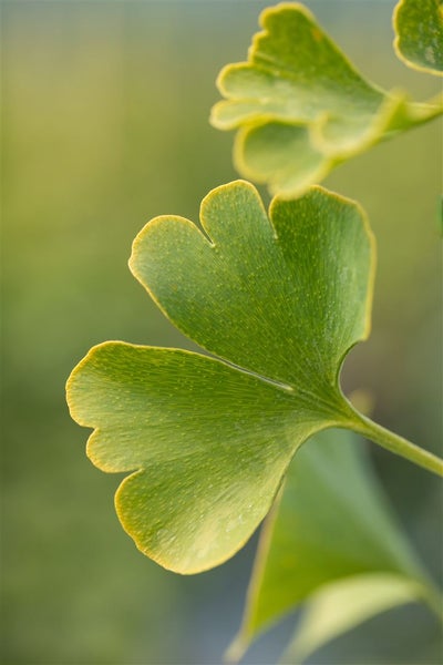 Ginkgo biloba 'Simon', Fächerblattbaum, 40–60 cm