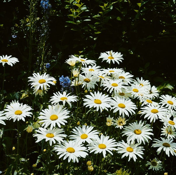 Nahaufnahme von Margeriten im Garten.