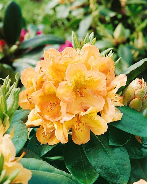 Rhododendron Hybr. 'Belkanto', Rhododendron, 30–40 cm, rosa Blüten