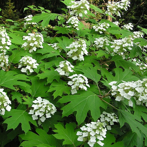 Nahaufnahme einer Hortensie mit weißen Blüten und grünen Blättern.