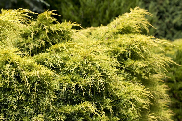 Juniperus media 'Golden Saucer', Wacholder, goldgelb, 20–25 cm