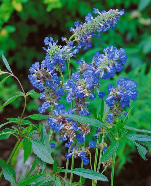 Salvia uliginosa, Himmelsblauer Salbei, ca. 9x9 cm Topf