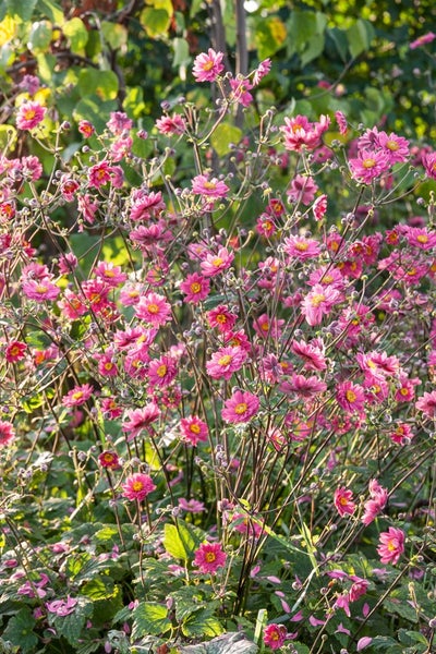 Blühende Herbstanemone im Garten