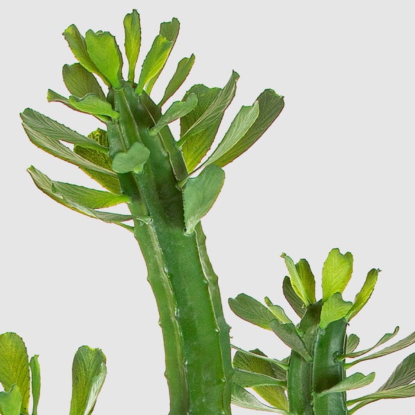 Dreikantige Wolfsmilch Euphorbia trigona mit grünen Blättern an den Kanten.