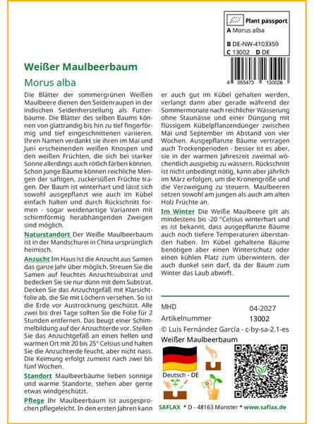 SAFLAX Garden to go - Weißer Maulbeerbaum - Morus alba - 200 Samen - Mit Topf, Klima - Deckel und Anzuchtsubstrat
