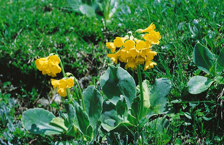 Primula auricula, gelb, ca. 9x9 cm Topf