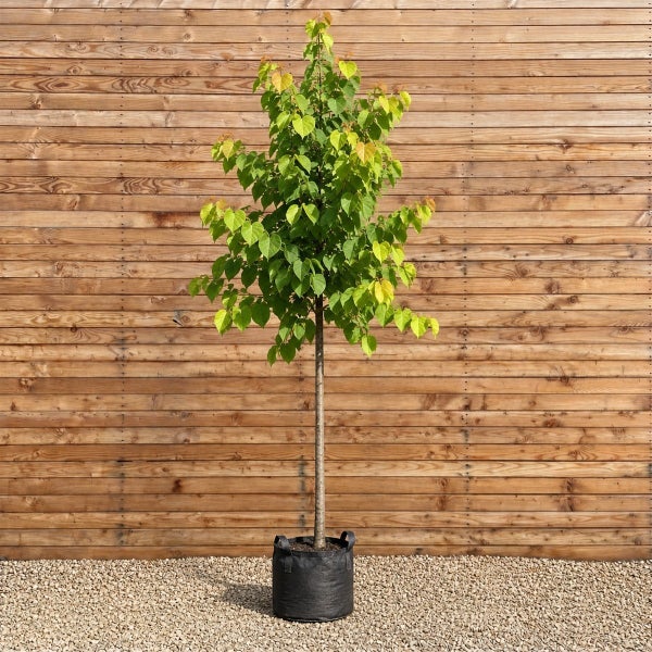 Junger Baum als Hochstamm in einem schwarzen Pflanzgefäß vor einer Holzlattenwand.