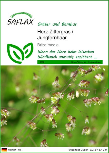 SAFLAX  - Herz-Zittergras / Jungfernhaar - Briza media - 75 Samen