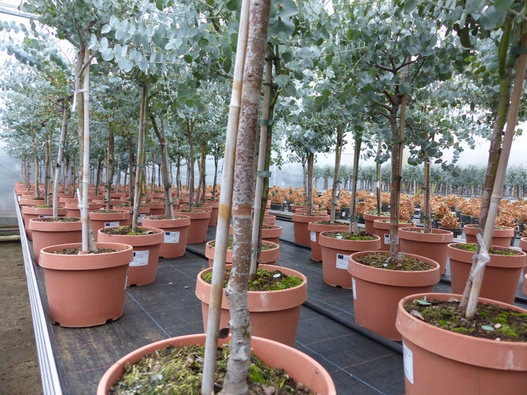 Eucalyptus Cinerea Stamm Eukalyptusbaum, 70 - 90 cm, Pflanze winterhart