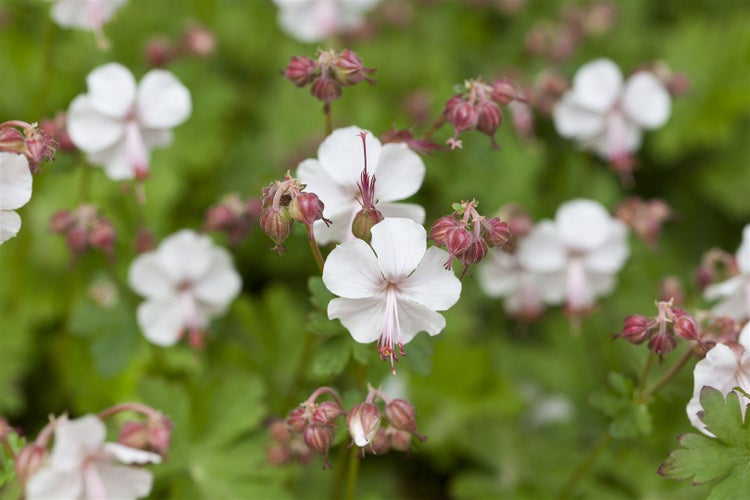 Geranium x cantabrigiense 'Saint Ola', weiß, ca. 9x9 cm Topf