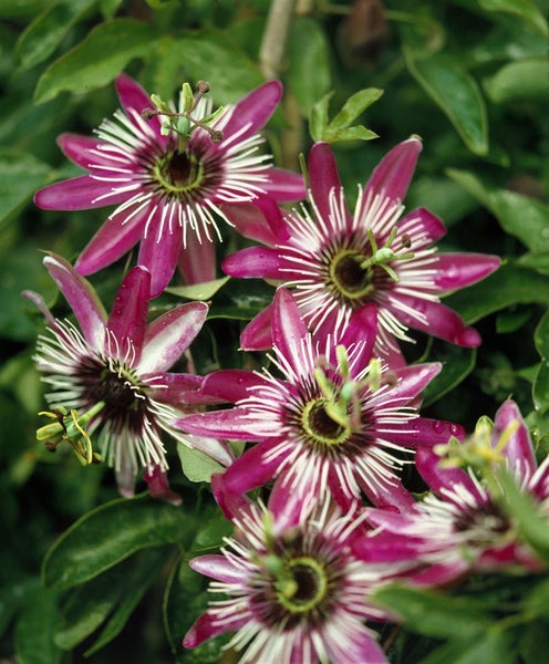 Passiflora caerulea, Blaue Passionsblume, 40–60 cm