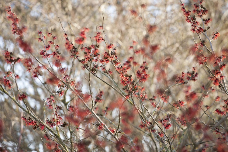 Hamamelis intermedia 'Diane', Zaubernuss, rot, 40–60 cm