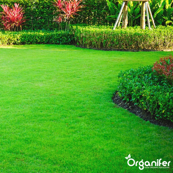 Rasendünger All-In-One (40x = 800 kg für 16.000 m2) - Organifer