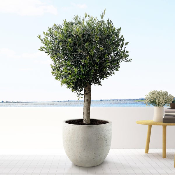 Olivenbaum Europaea Lorc - 180cm - Ø50