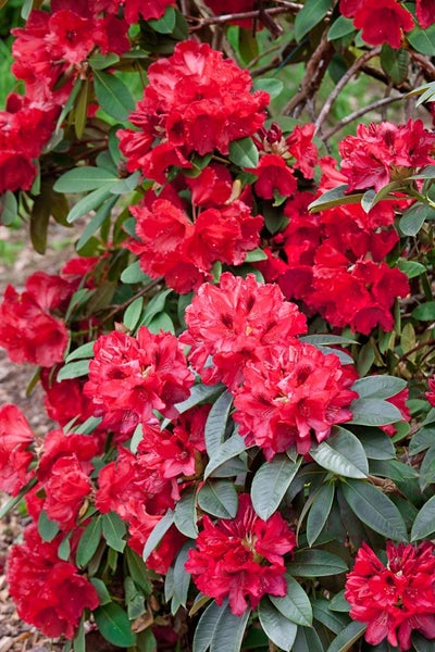 Rhododendron Hybr. smirnowii 'Weinlese', rot, 30–40 cm