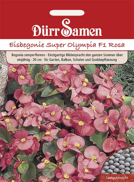 Samenpackung Dürr Samen Eisbegonie Super Olympia F1 Rosa mit Abbildung blühender Eisbegonien und kleiner Saatgutansicht.