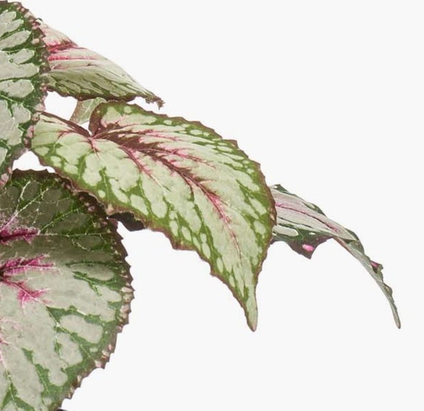 Zimmerpflanze mit grün-weiß gemustertem Blatt und rosa Blattadern in einem schwarzen Kunststofftopf.