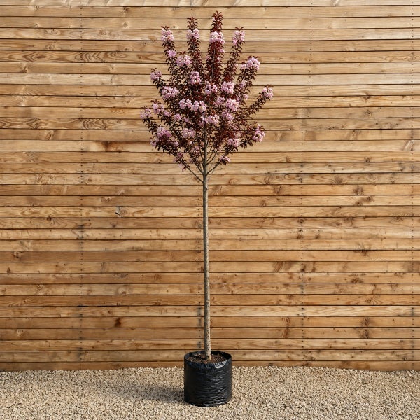Blühendes Hochstämmchen mit dunkelblättriger Krone und rosa Blüten in einem schwarzen Pflanztopf vor einer Holzwand.
