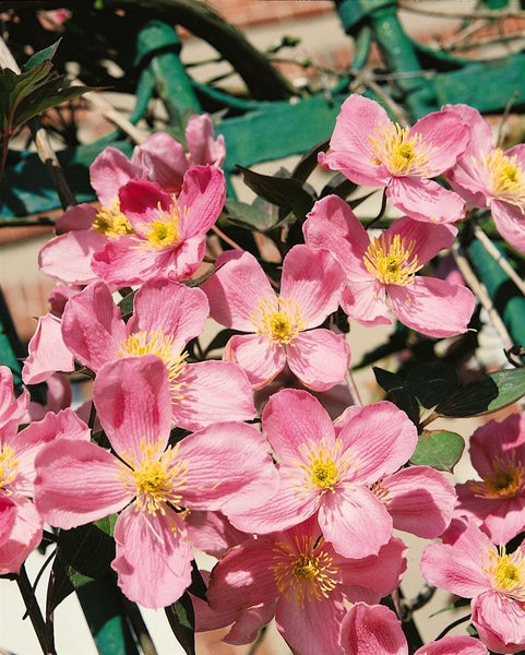 Clematis montana 'Rubens', Berg-Waldrebe, rosa Blüten, 80–100 cm