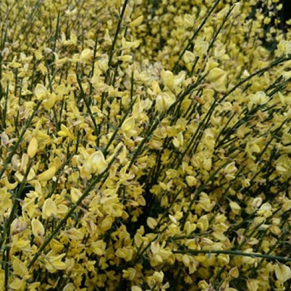 Ginsterstrauch mit gelben Blüten