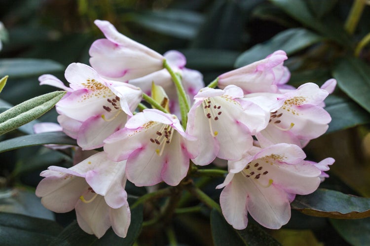 Rhododendron Hybr. 'Gomer Waterer', Rhododendron, weiß-rosa, 30–40 cm