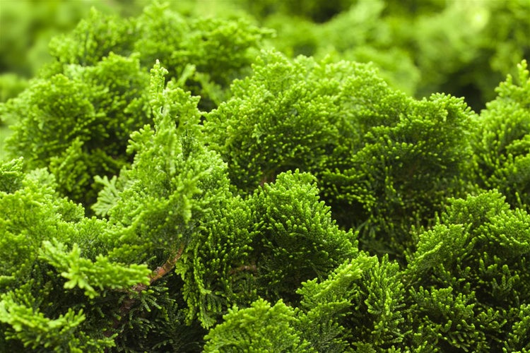 Chamaecyparis obtusa 'Nana Gracilis', Muschelzypresse, kompakt, 15–20 cm
